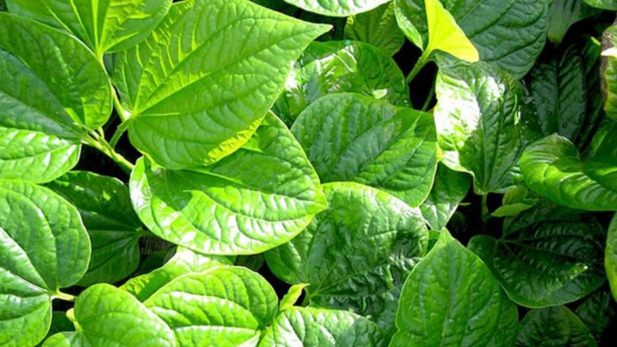 cách chữa bệnh zona theo dân gian