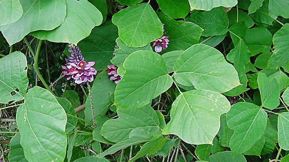 Bột sắn dây có tác dụng gì